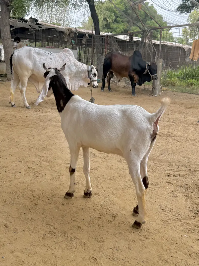 1 beetal and 1 kamori bakri ghaban 2.5 month  03007006363 — photo 8