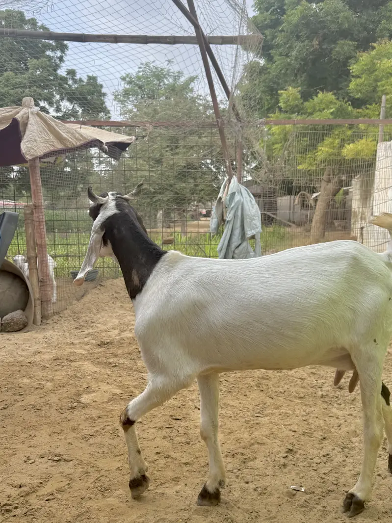 1 beetal and 1 kamori bakri ghaban 2.5 month  03007006363 — photo 9