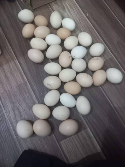 Eggs - Paper White Heera Aseel Eggs - Guarented