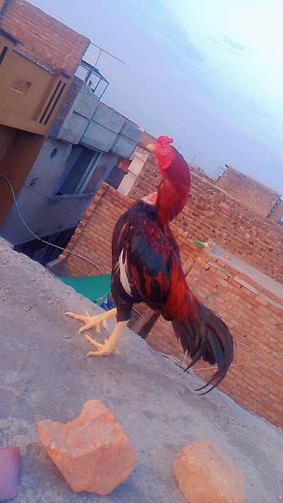 Aseel Miawali