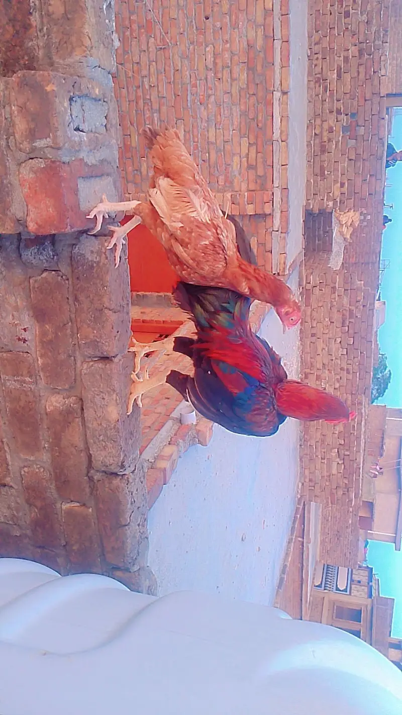 Aseel Miawali — photo 3