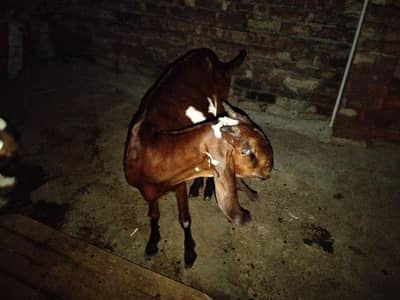 nagri bakri