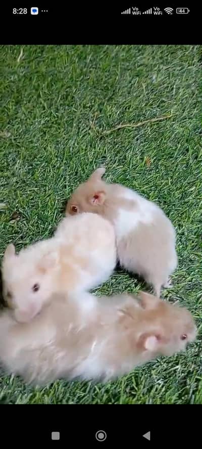 hamster babies