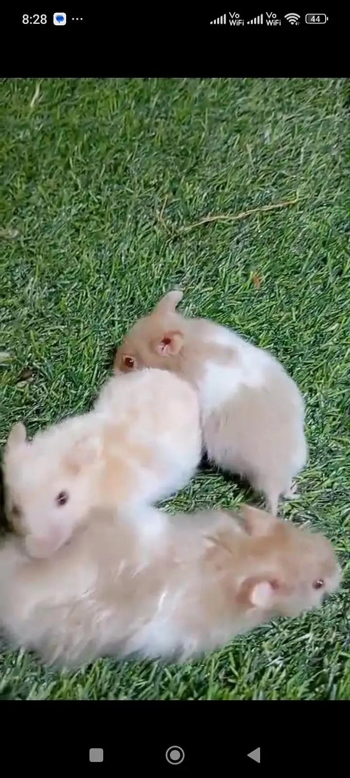 hamster babies