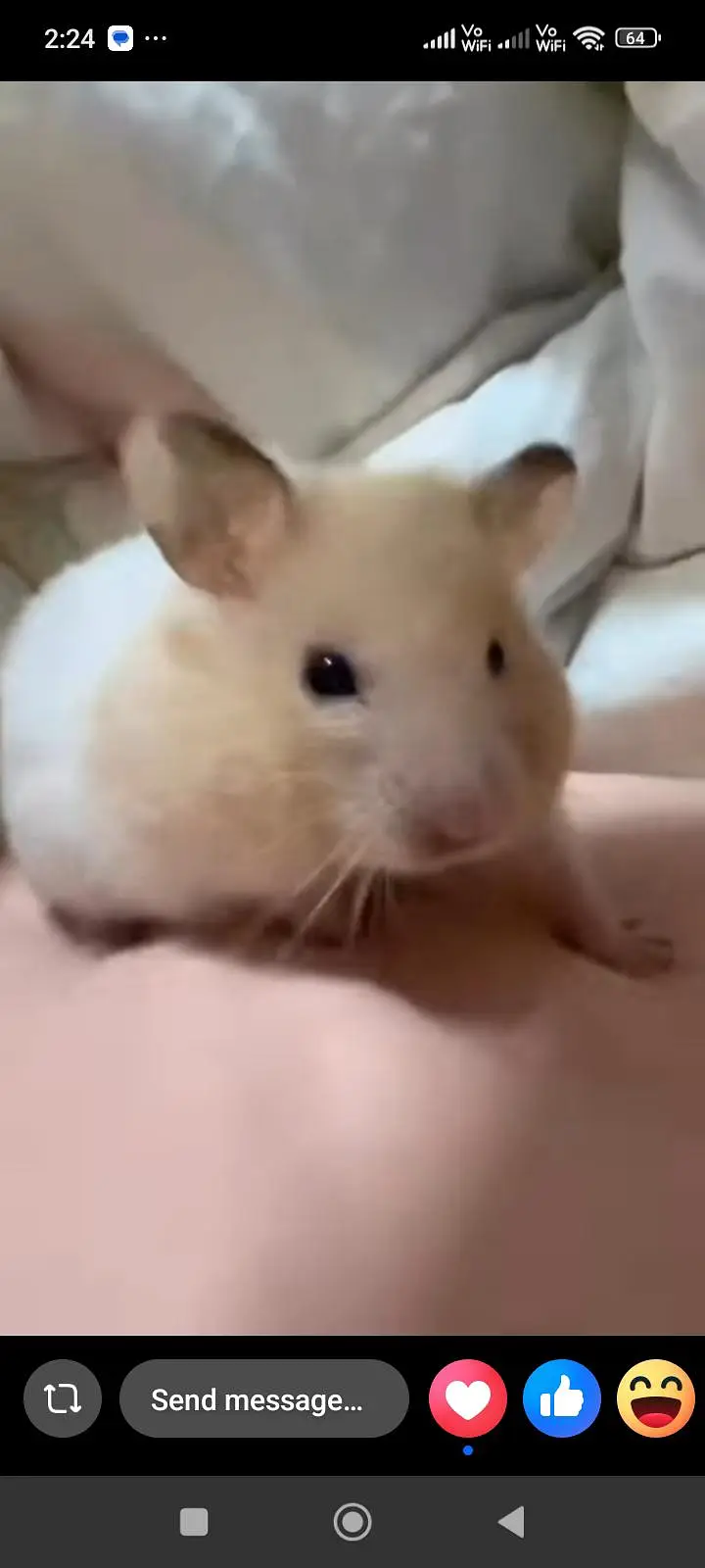 hamster babies — photo 2