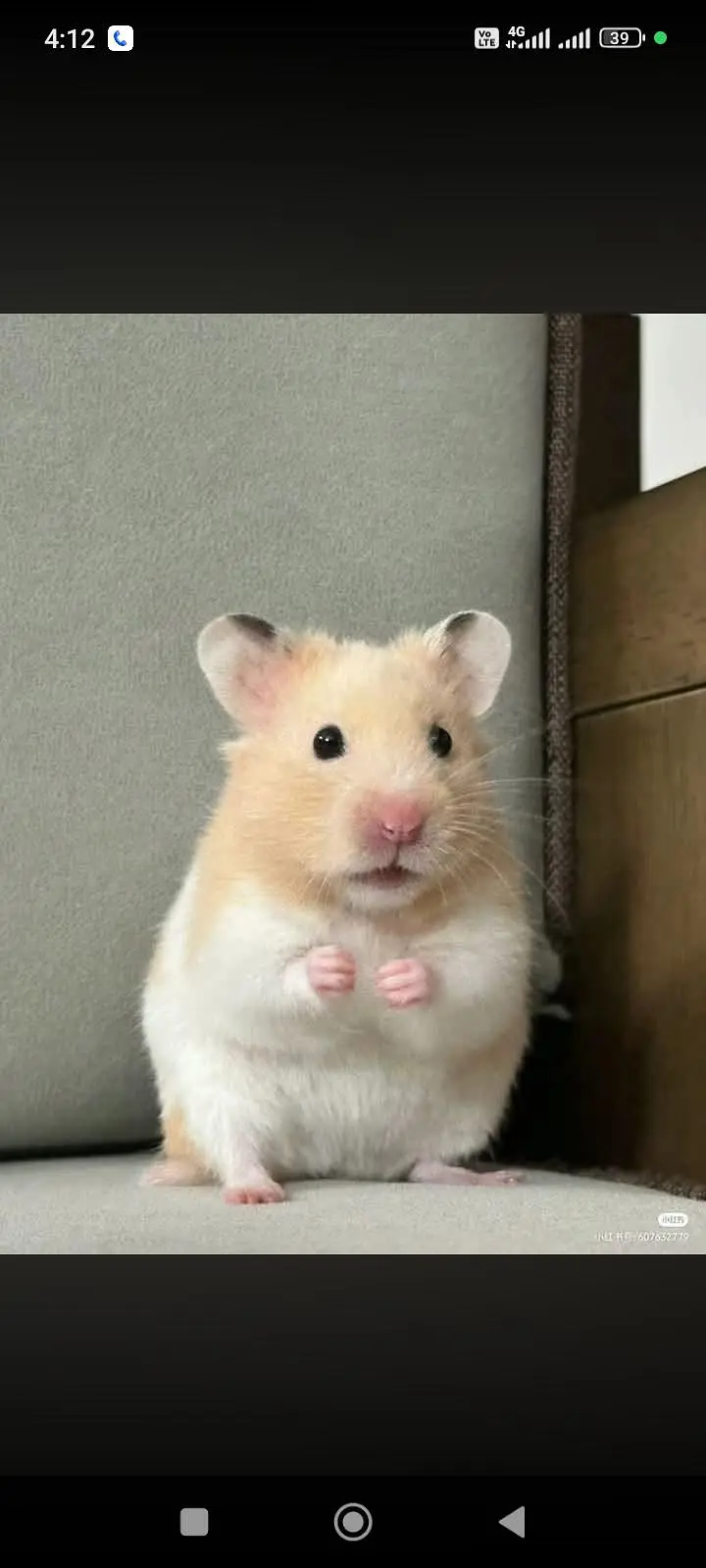 hamster babies — photo 3
