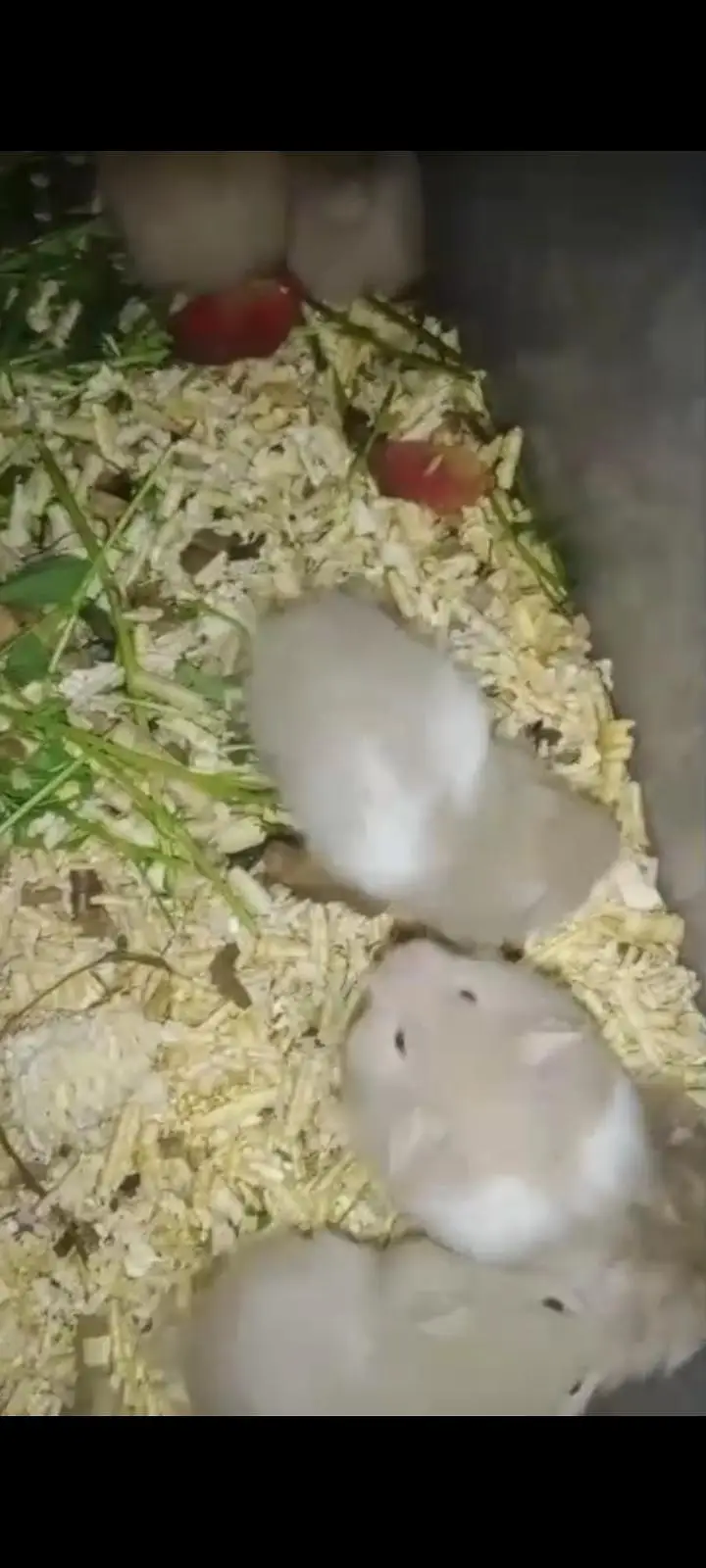 hamster babies — photo 4