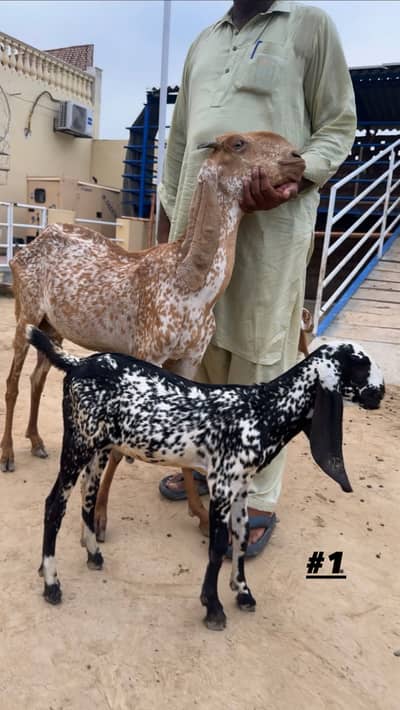 Goats | Makhi cheena | Bakriyaan | gabban bakriyaan