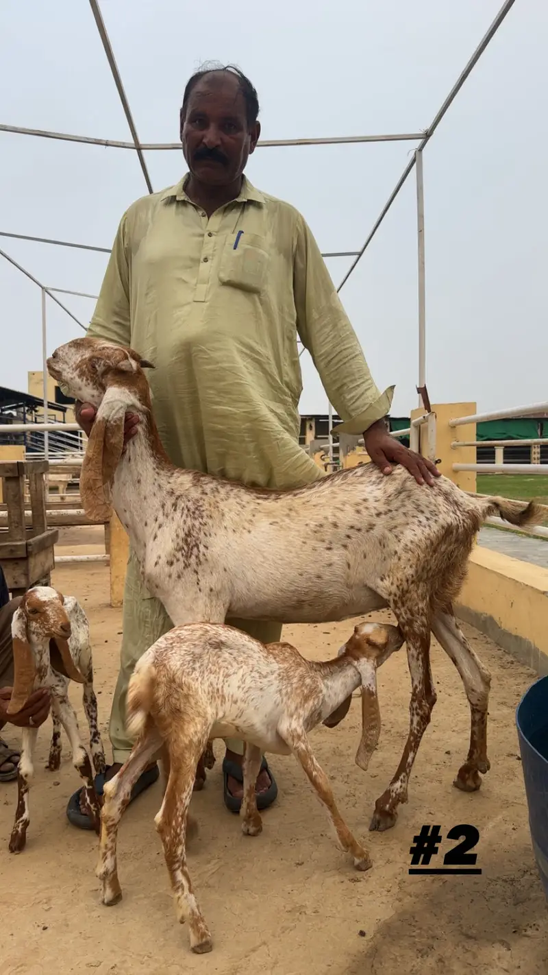 Goats | Makhi cheena | Bakriyaan | gabban bakriyaan — photo 2