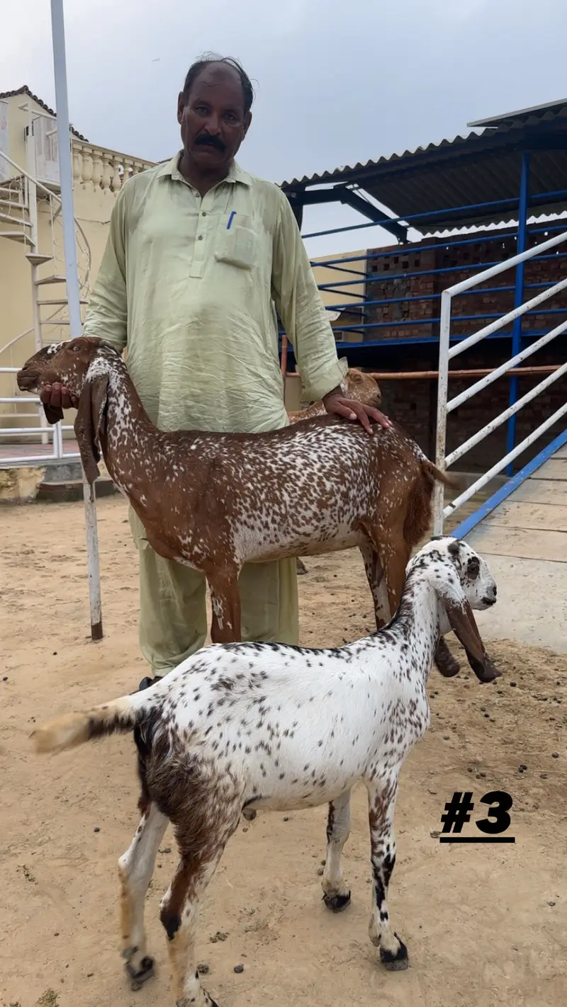 Goats | Makhi cheena | Bakriyaan | gabban bakriyaan — photo 3