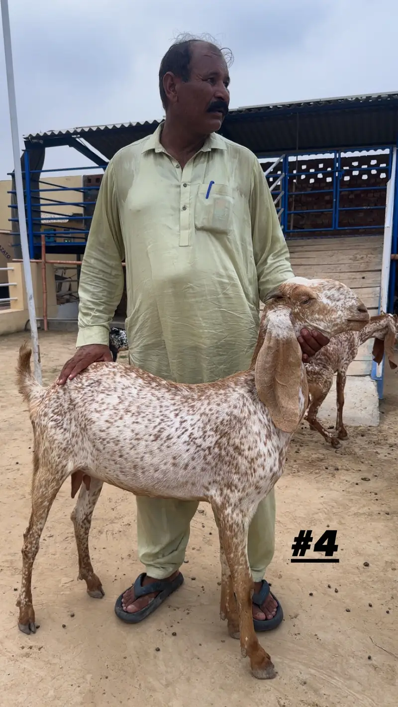 Goats | Makhi cheena | Bakriyaan | gabban bakriyaan — photo 4