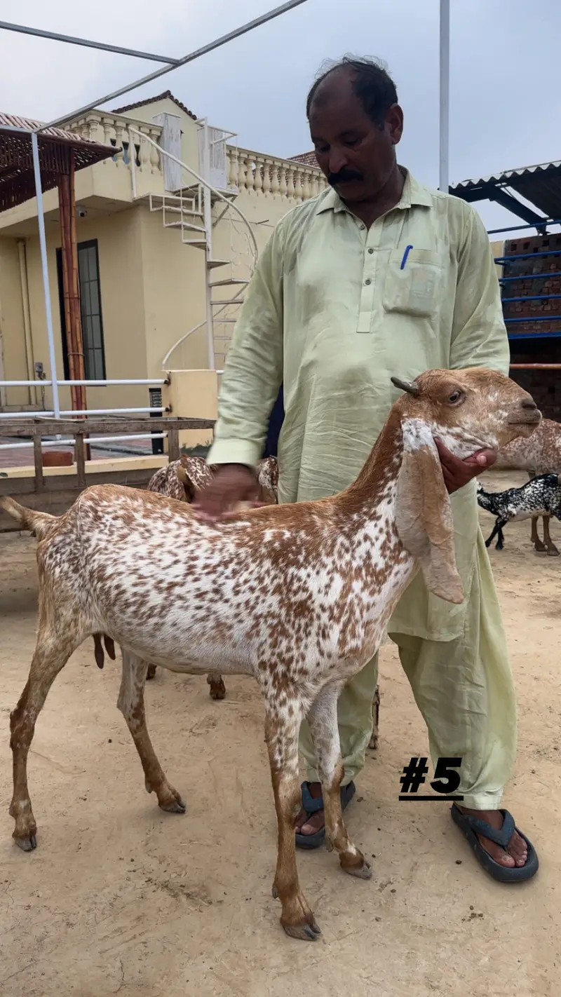 Goats | Makhi cheena | Bakriyaan | gabban bakriyaan — photo 5