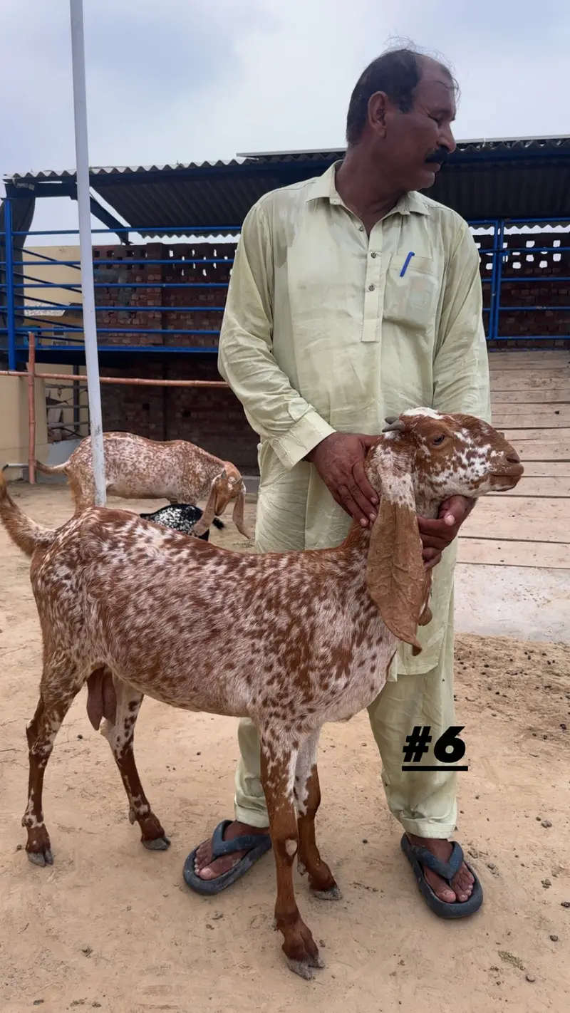 Goats | Makhi cheena | Bakriyaan | gabban bakriyaan — photo 6