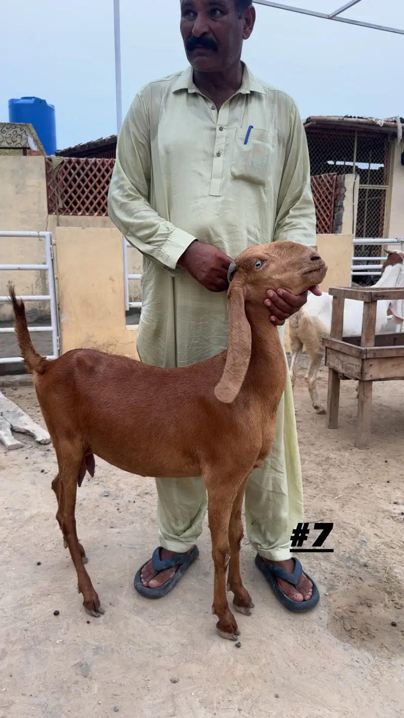 Goats | Makhi cheena | Bakriyaan | gabban bakriyaan — photo 7