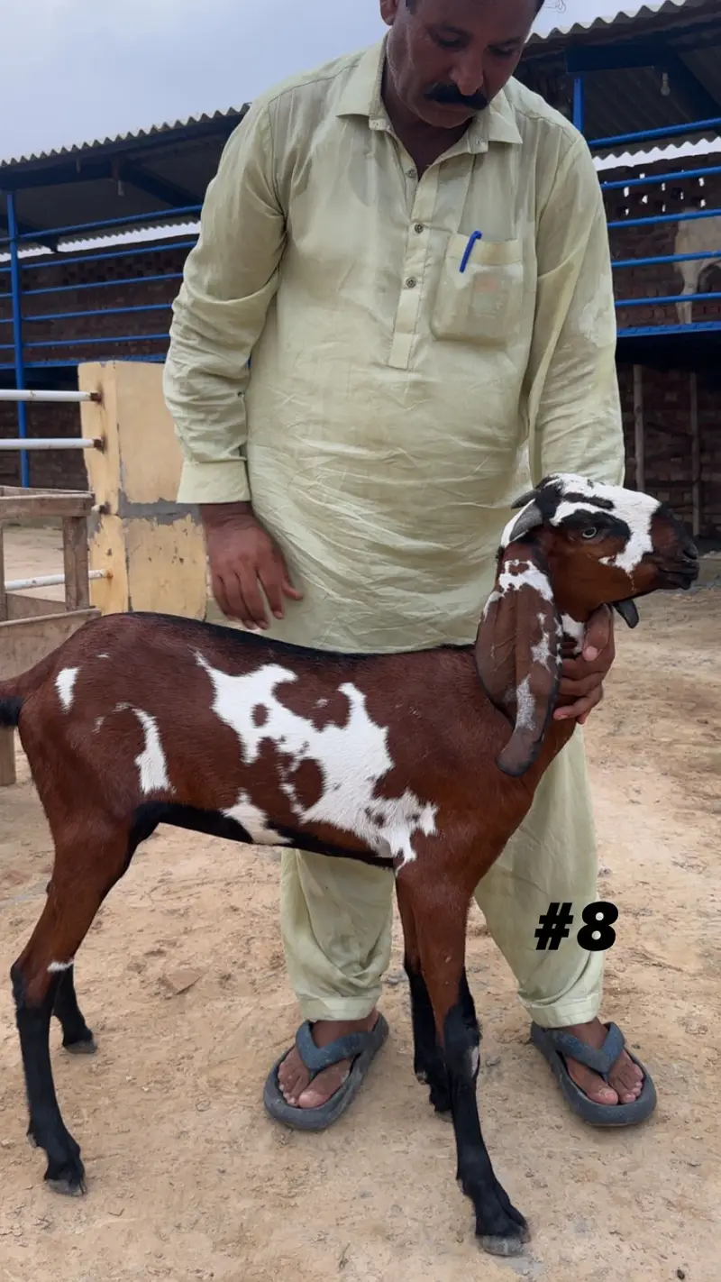 Goats | Makhi cheena | Bakriyaan | gabban bakriyaan — photo 8
