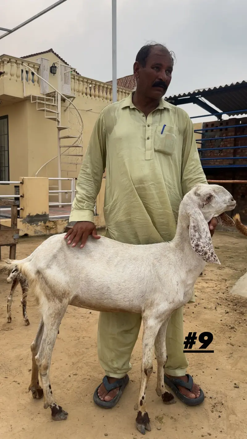 Goats | Makhi cheena | Bakriyaan | gabban bakriyaan — photo 9