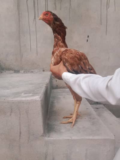 best supreme quality Aseel hens