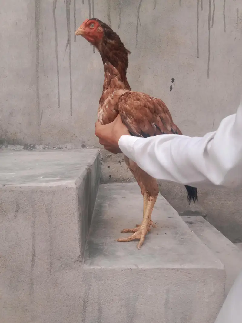best supreme quality Aseel hens — photo 2