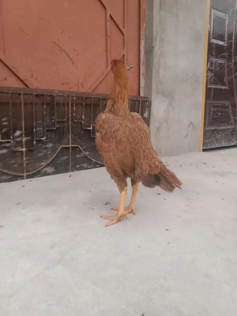 best supreme quality Aseel hens — photo 3