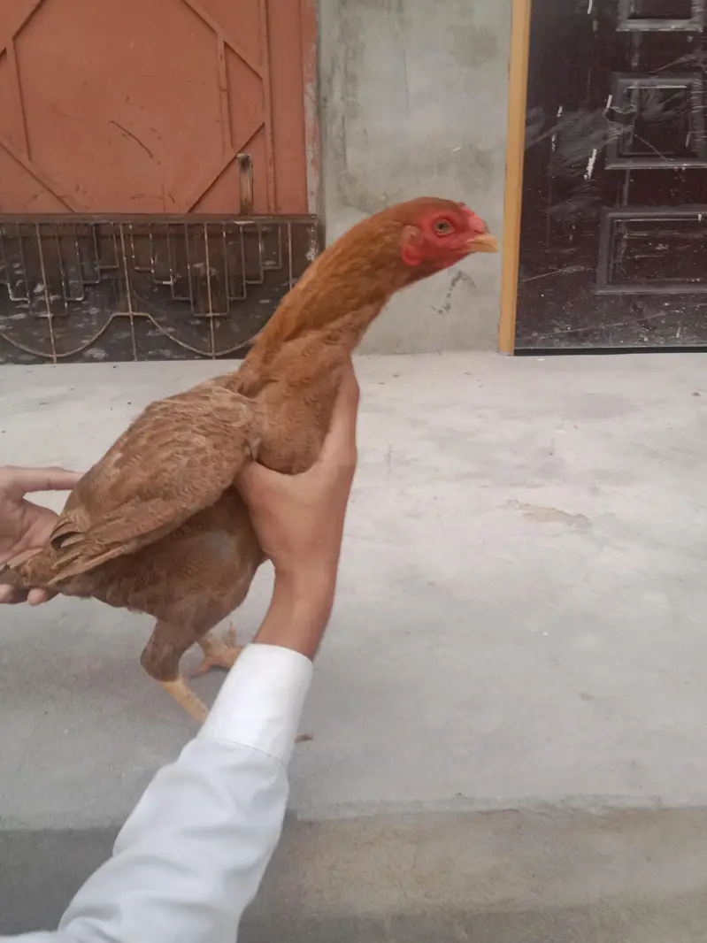 best supreme quality Aseel hens — photo 4
