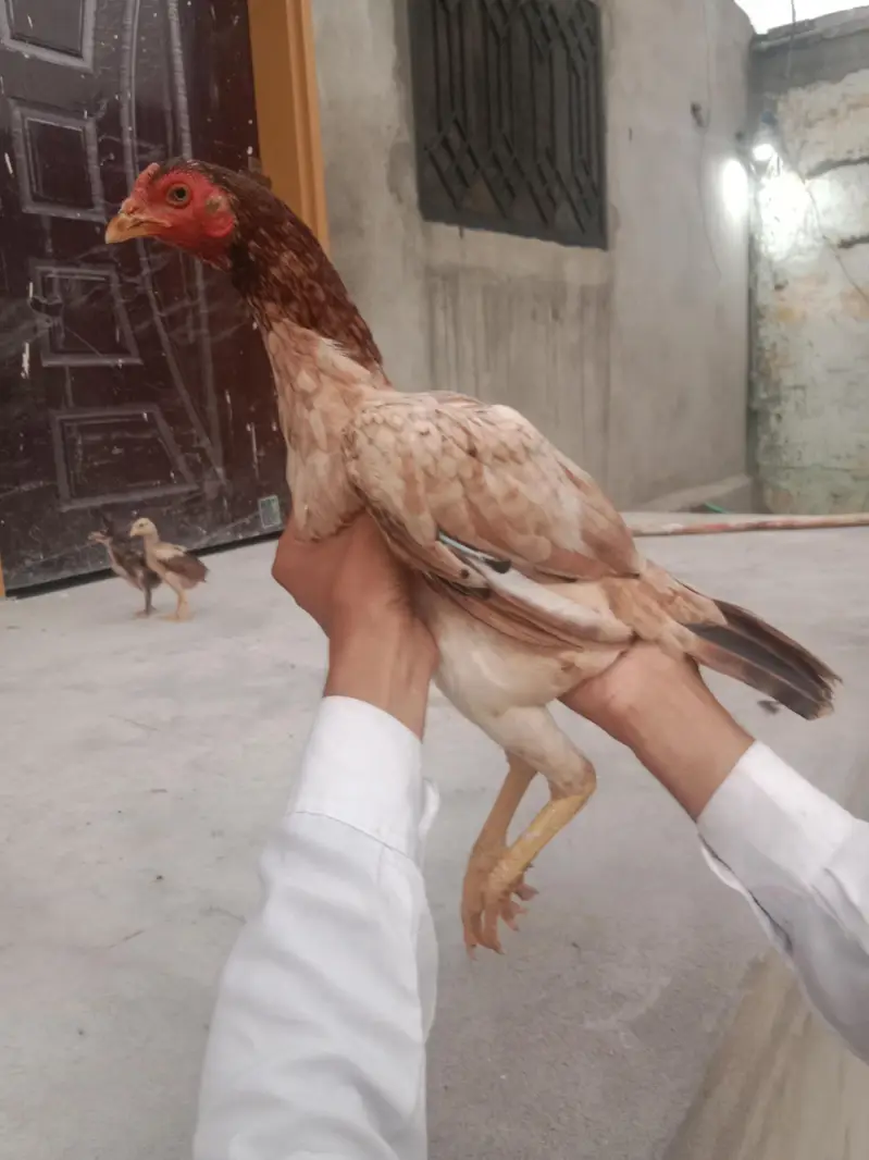 best supreme quality Aseel hens — photo 5