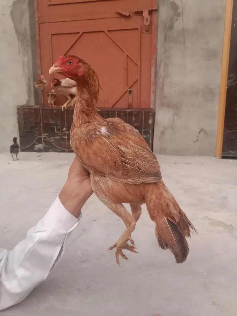 best supreme quality Aseel hens — photo 6