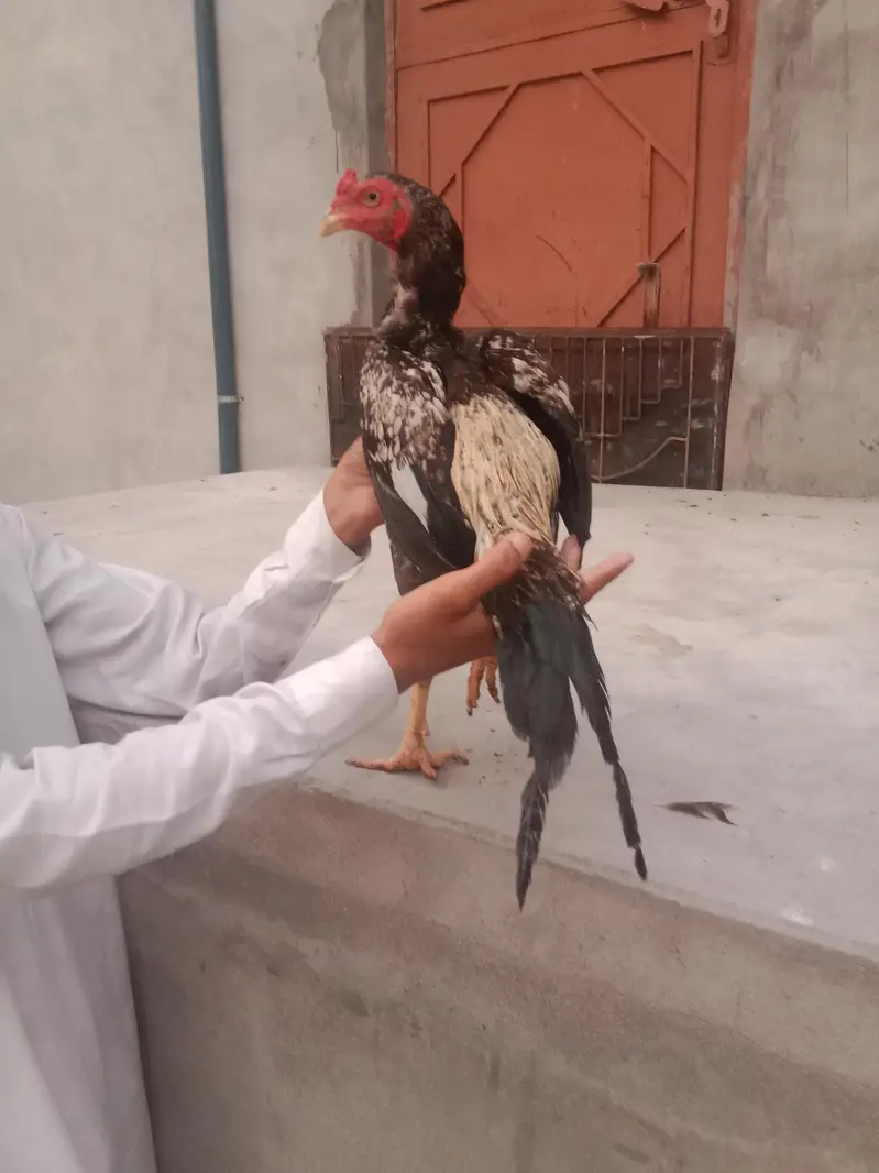 best supreme quality Aseel hens — photo 7