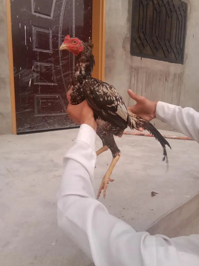 best supreme quality Aseel hens — photo 8