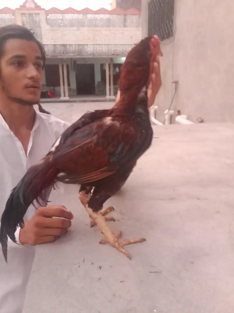 best supreme quality Aseel hens — photo 9