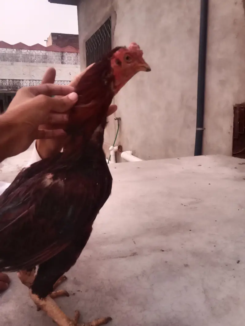 best supreme quality Aseel hens — photo 10