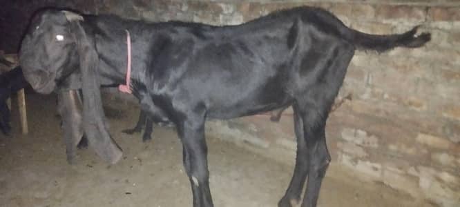 black beetal male