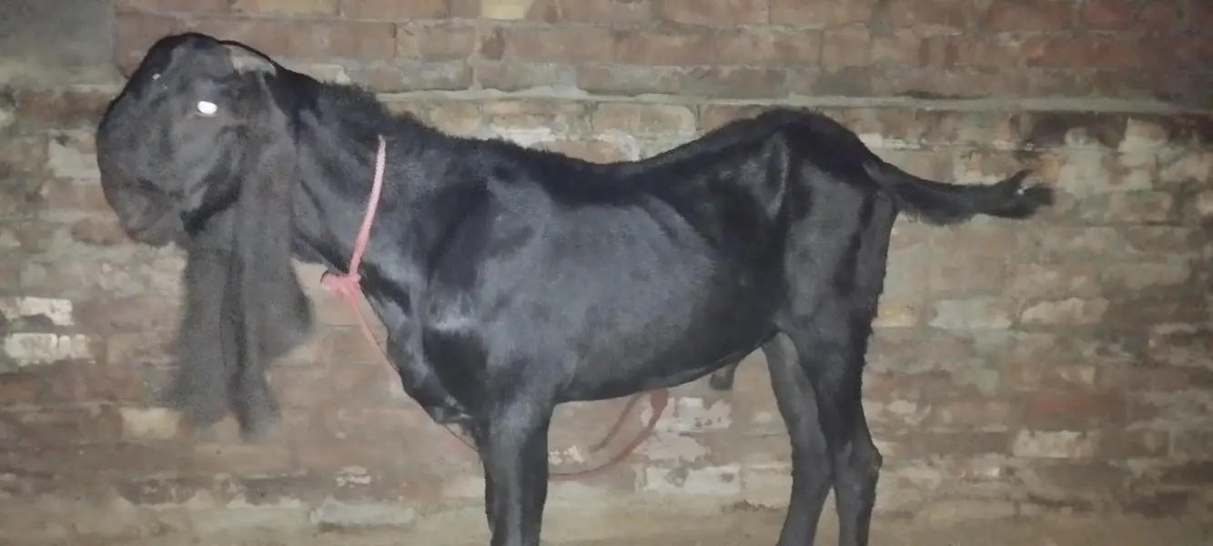 black beetal male — photo 3