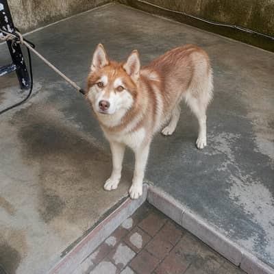 Beautiful Dog for Sale 