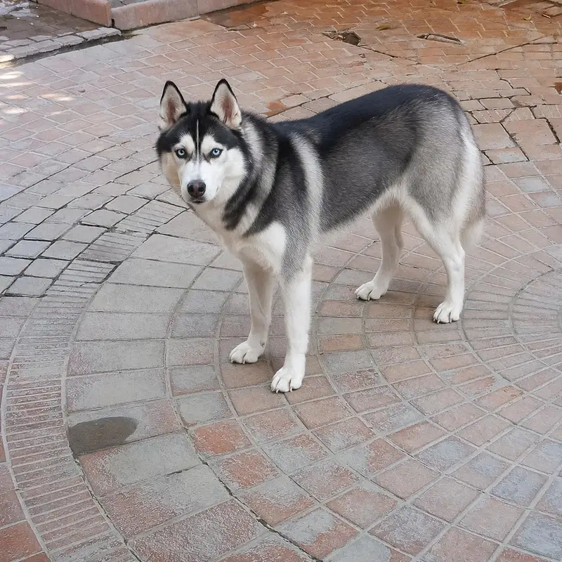 Beautiful Dog for Sale  — photo 2