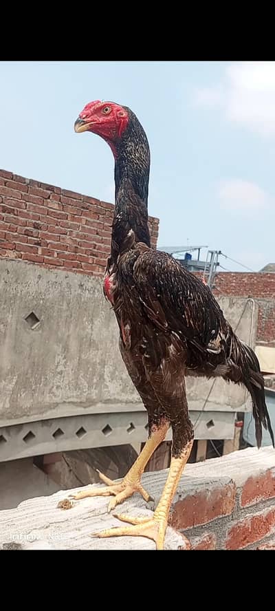 jarman king shamo long height male