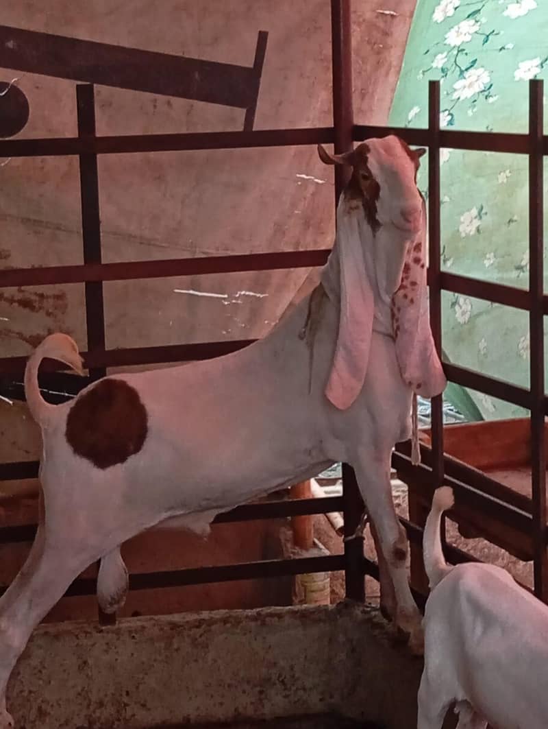 bakra 0