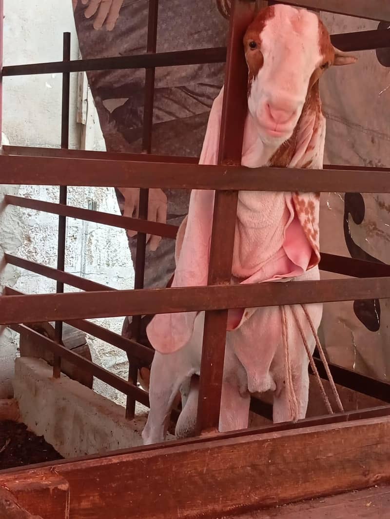 bakra 1