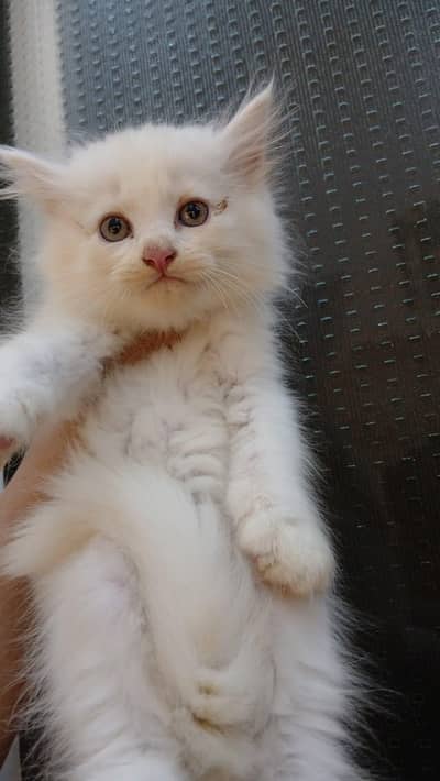 Persian kittens (rate may Kami ho Jaye gi)