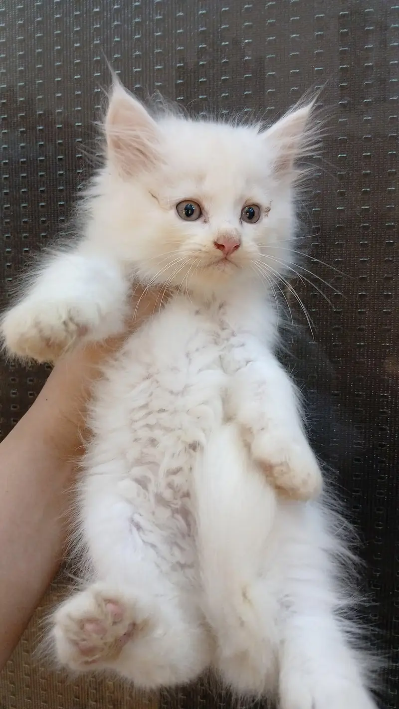 Persian kittens (rate may Kami ho Jaye gi) — photo 2