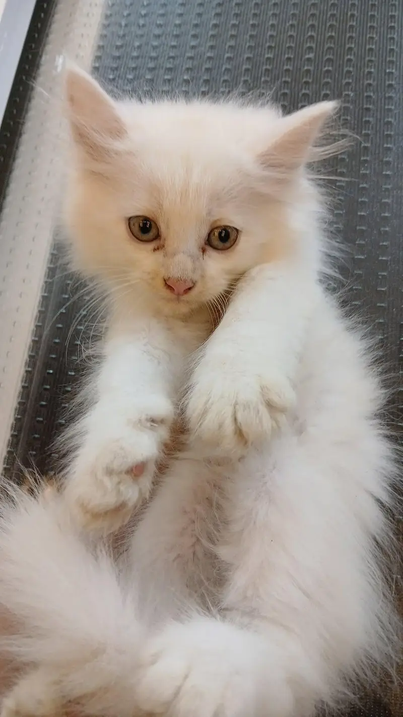 Persian kittens (rate may Kami ho Jaye gi) — photo 3