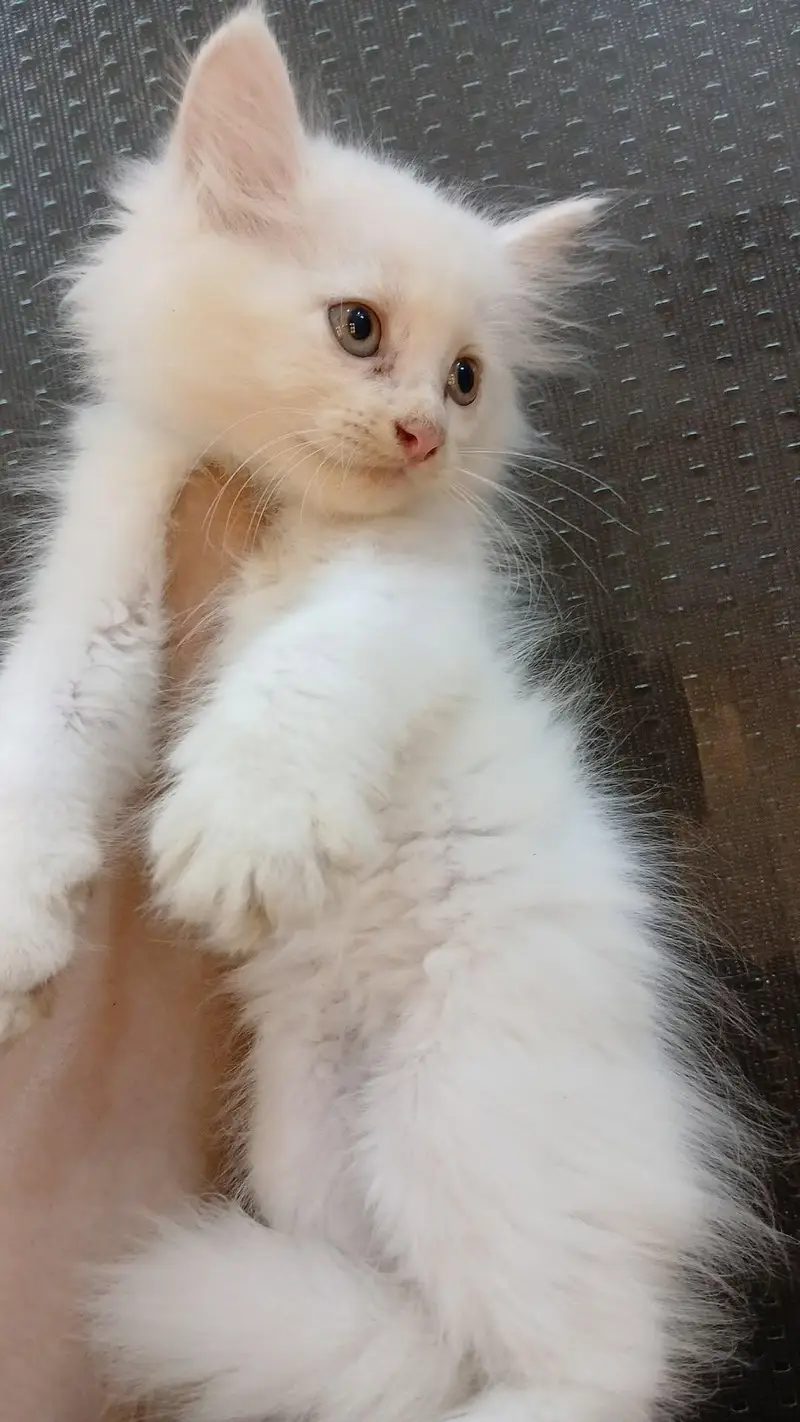 Persian kittens (rate may Kami ho Jaye gi) — photo 4