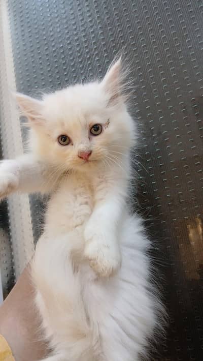 Persian kittens (rate may Kami ho Jaye gi)