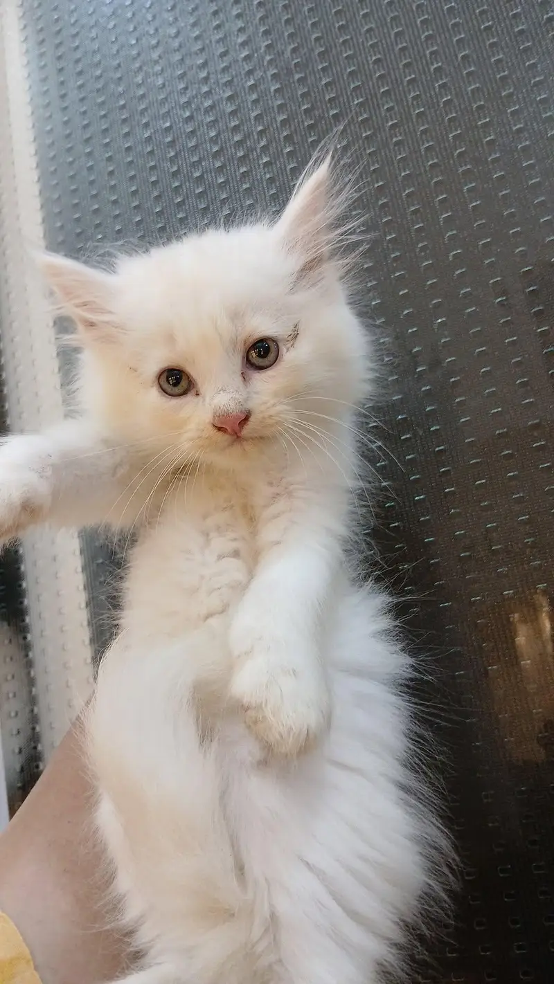 Persian kittens (rate may Kami ho Jaye gi) — photo 5