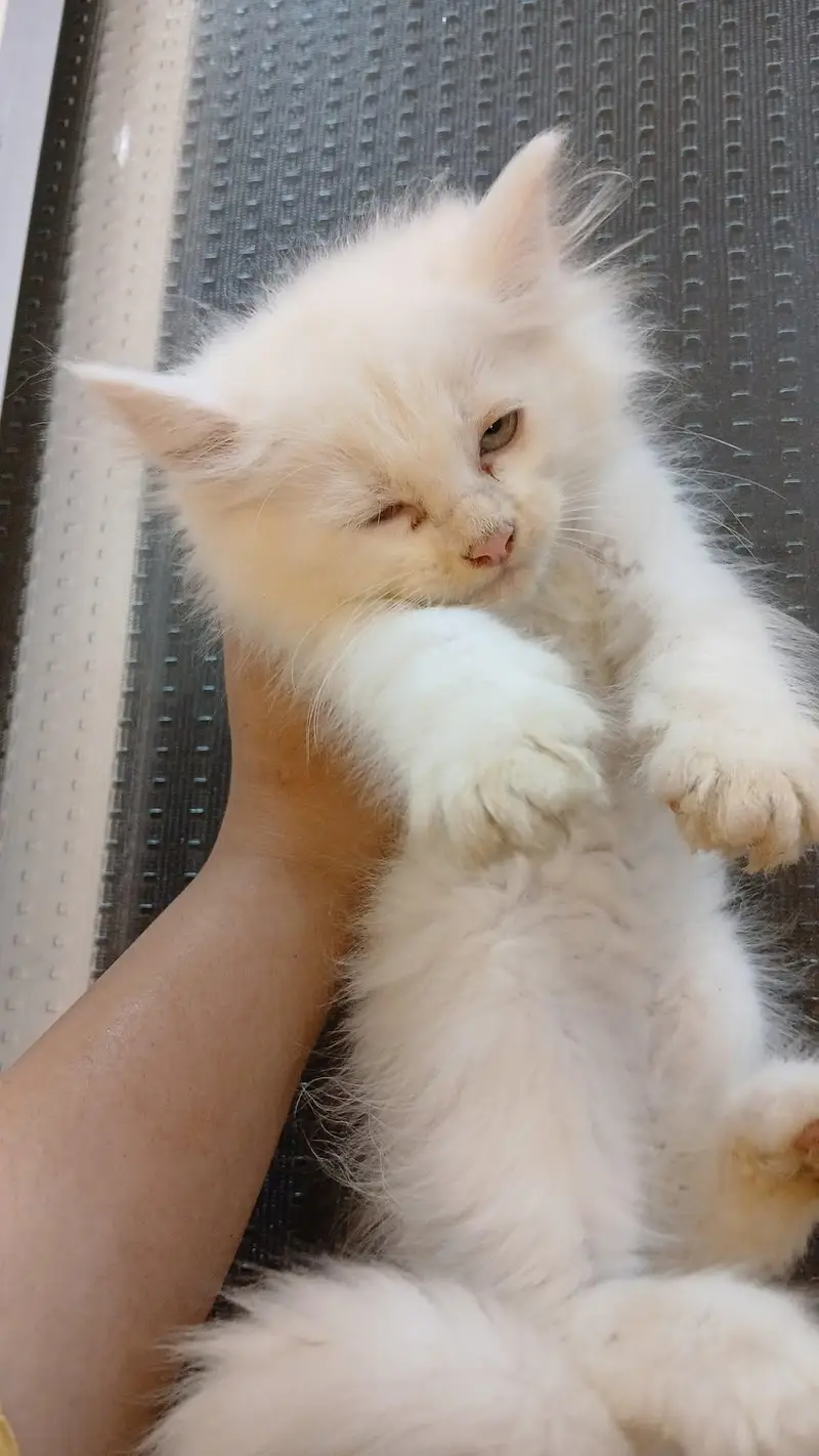 Persian kittens (rate may Kami ho Jaye gi) — photo 6
