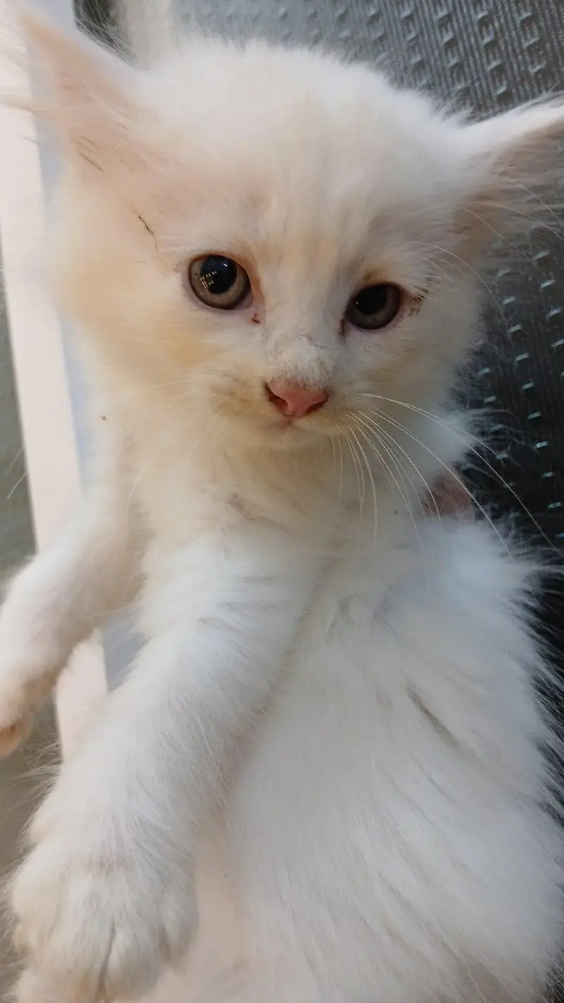 Persian kittens (rate may Kami ho Jaye gi) — photo 7