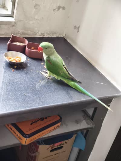 birdd