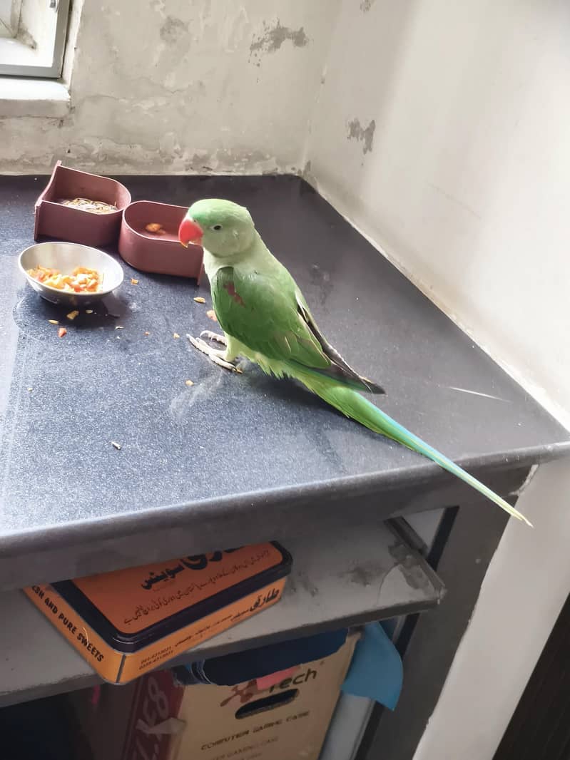 birdd 0