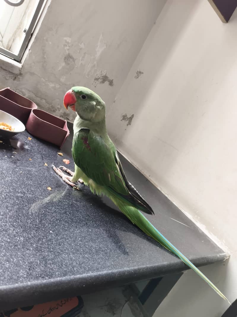 birdd 1