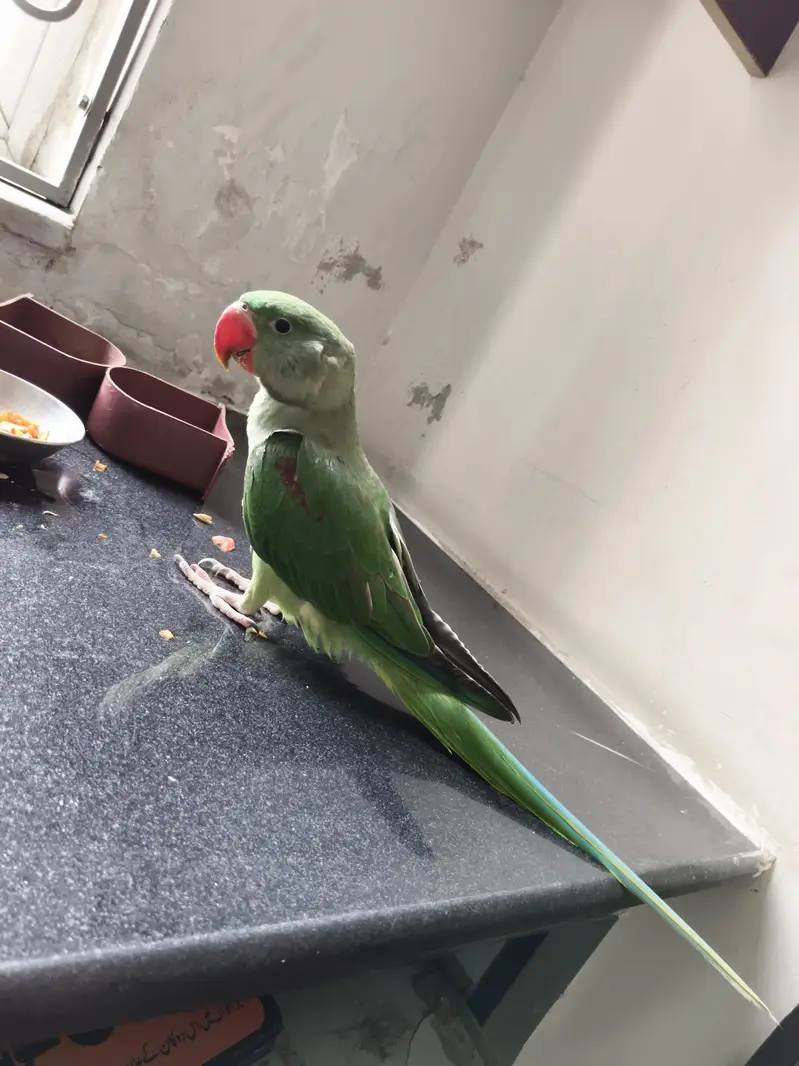 birdd — photo 2