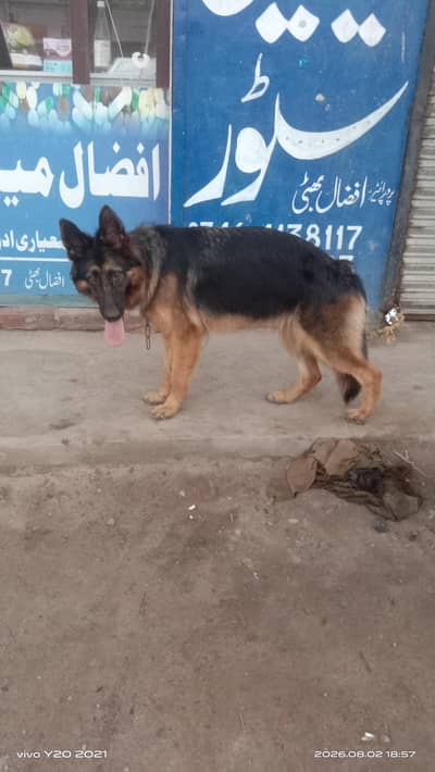 German shepard female
